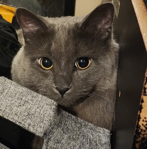 Meet your Posher, Hope - Picture 1 of 1